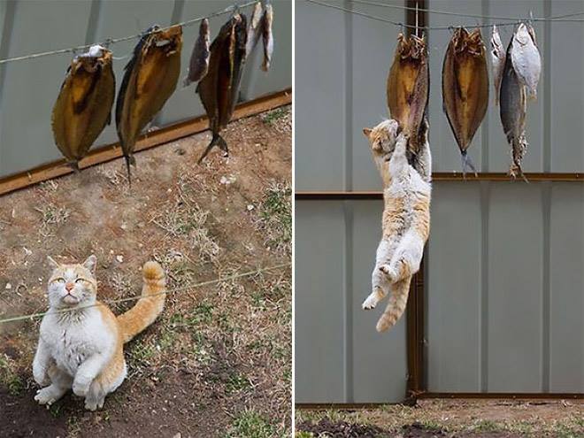 Photos chats voleurs : 16 prises au moment parfait 9